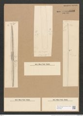 Nitzschia distans var. div.? Greg. (de-Toni-Nr.: Genus 47, Species 2083) Zeichnungen Sammlung Grunow Nr. 4128 (NHMW-BOT-W0372002)